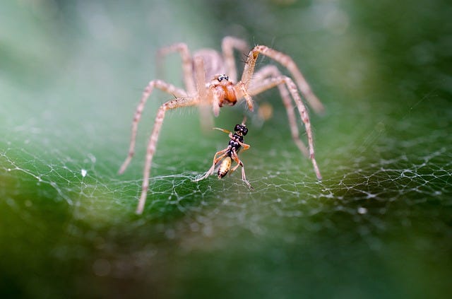 spider-197059_640