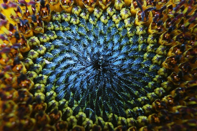sun-flower-209613_640