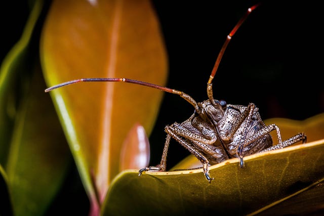 flash in macro photography