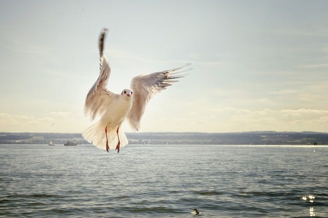 seagull flying against blue sky