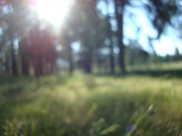 blurry photo of forest