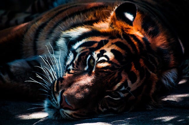 Our Top 6 Wildlife Photography Tips