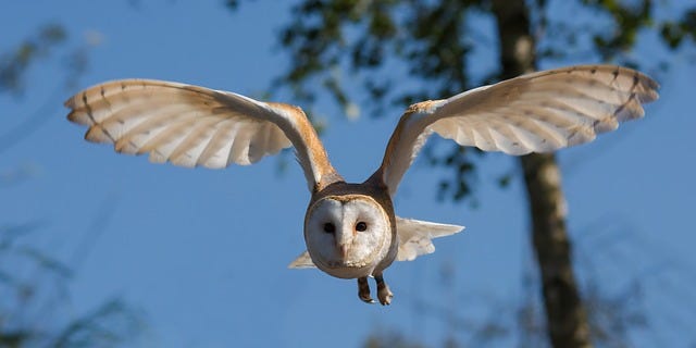 owl flying through air