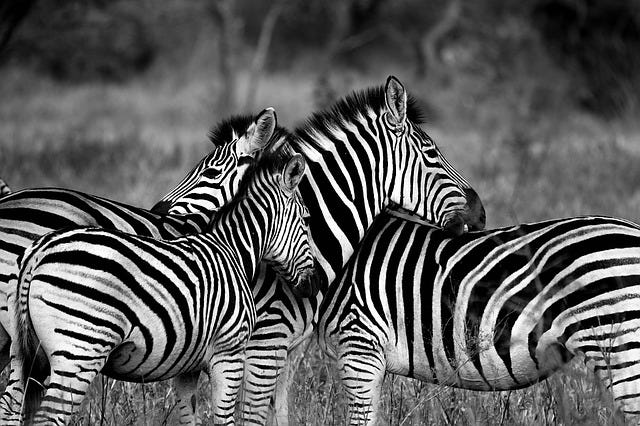 zebra in herd
