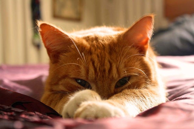 cat on bed in natural sunlight