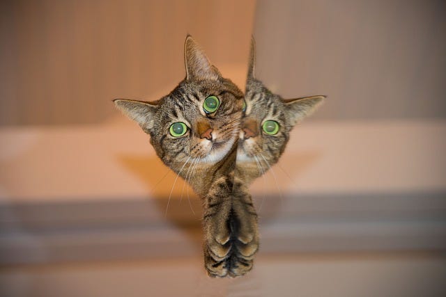 cat peering around mirror