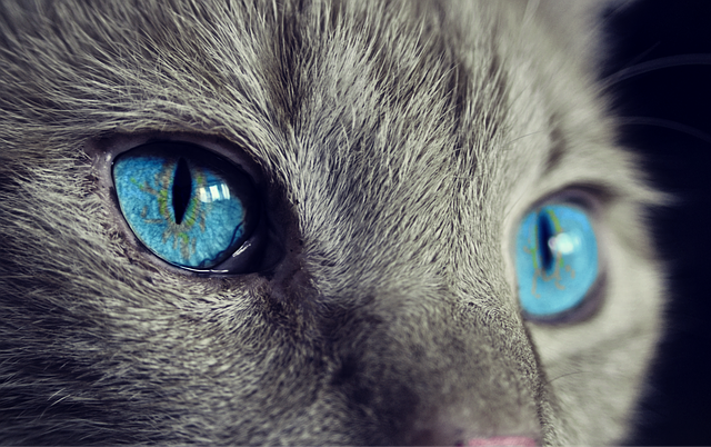 cat with blue eyes