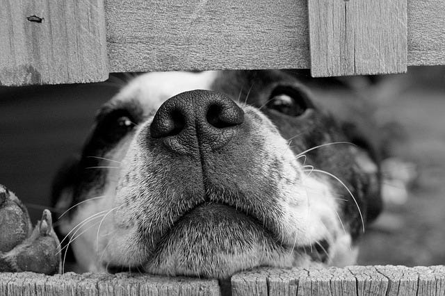 dog peering through fence