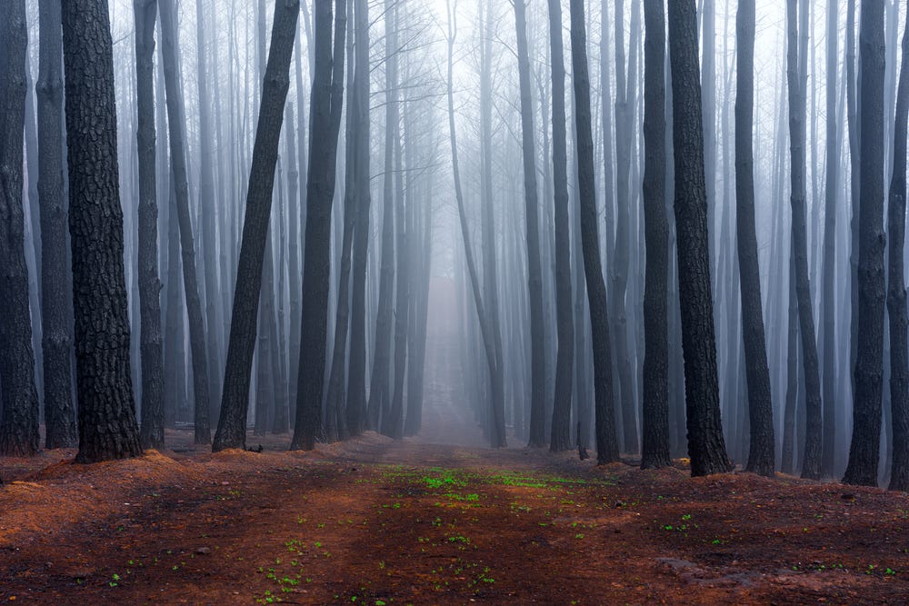 shadowy-forest-treeline-adelaide-hills
