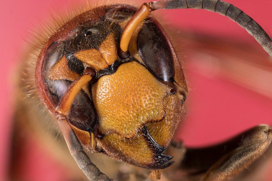 a bee's head in great detail with eyes and antennae