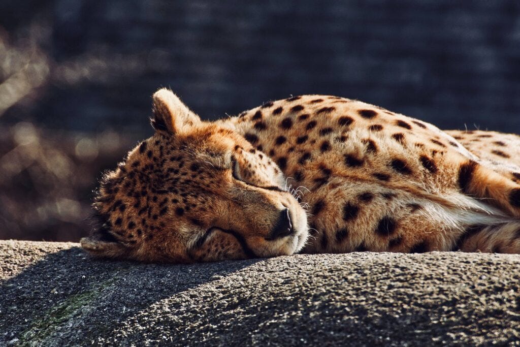 Leopard photographed on a Zoom lens