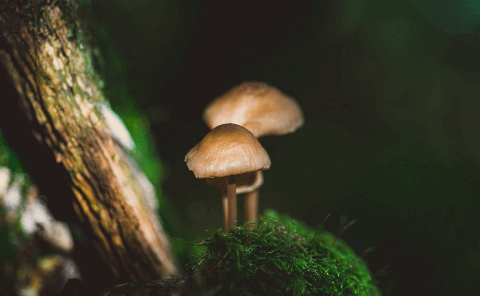 Top 5 Camera Lenses for Macro Photography in 2023